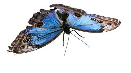 Vibrant blue morpho butterfly with intricate eye spots, isolated on transparent background © Noah