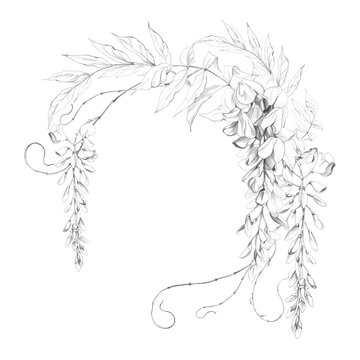 Circular wreath of cascading wisteria racemes, leafy stems and curling tendrils, elegant botanical composition. Hand drawn illustration in graphite pencil. Literary book covers, garden club materials