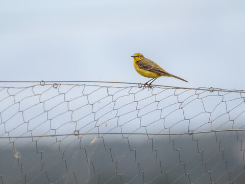 Yellow wagtail (Motacilla flava) on wire fence, Bower's Marsh, Essex, England. Red List farmland bird, vivid yellow plumage, summer.
