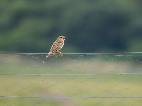 Corn bunting (Emberiza calandra) calling from wire fence, Bower's Marsh, Essex, England. Red List farmland bird, open bill, song.