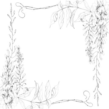 Romantic floral corner frame of hanging wisteria, glycine clusters, leaves and twisting tendrils. Pencil hand drawn artwork. Nursery catalogs, wedding invitation suites, spring festival stalls menu