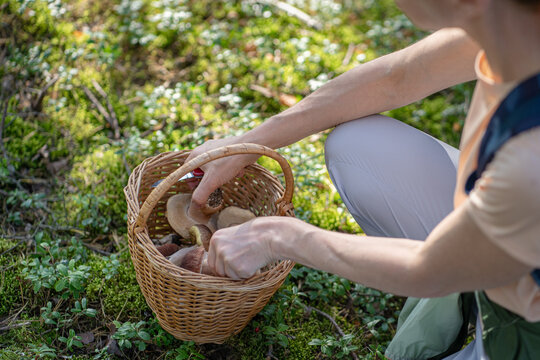 Woman forager enthusiast picking mushrooms in forest, natural food and responsible harvesting, female gatherer carefully putting porcini in wicker basket to allow mushrooms spores fall down on ground.