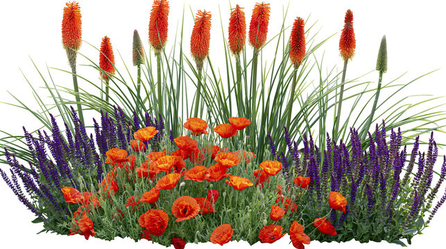 Vibrant orange red hot poker flowers and red poppies bloom, isolated on transparent background