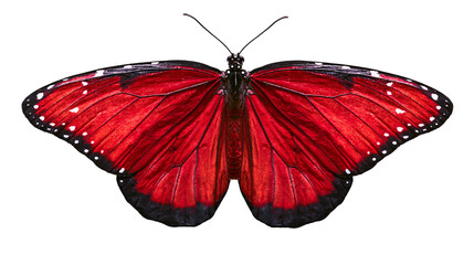 Vibrant red butterfly with black edges and white dots, isolated on transparent background © Noah