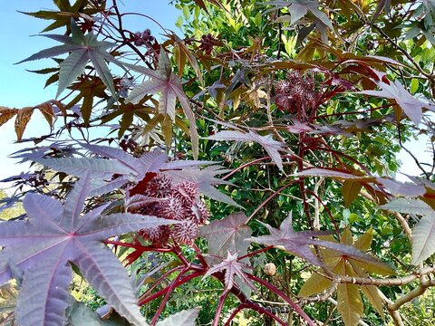 The redness of Jatropha tree