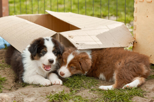 Two fluffy Australian Shepherd puppies (Aussie) play under a cardboard box on grass. One tri-color puppy barks happily, while the red puppy cozies up. Playful pet shelter or adoption banner concept.
