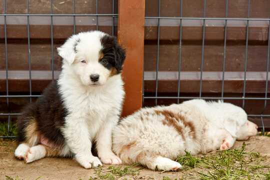 Two fluffy Australian Shepherd (Aussie) puppies at a kennel: one sits and looks at the camera showing heterochromia, while another sleeps nearby on the ground. Touching and cozy mood for pet ads.
