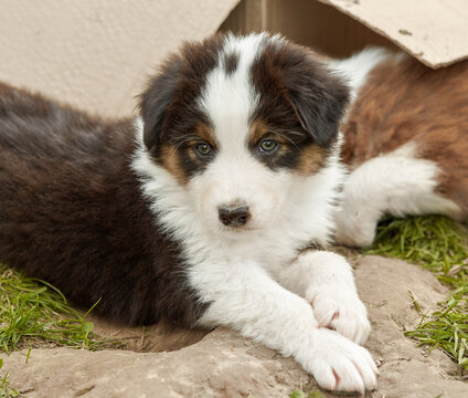    Cute tricolor Australian Shepherd puppy (Aussie dog) lies on the ground with crossed paws, looking at the camera. Gentle,sweet pet portrait in a kennel, ideal for commercial ads and pet food banner