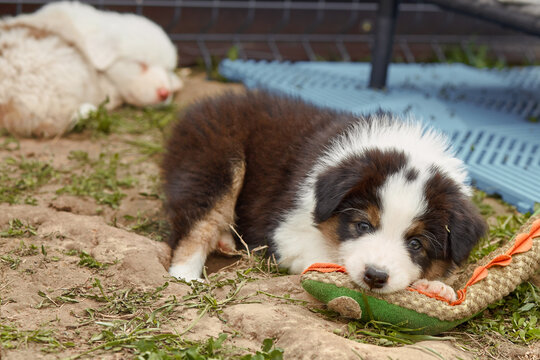    A cute tricolor Australian Shepherd puppy (Aussie) lies on the ground, resting its head on a soft toy. Another puppy sleeps in the background. Sweet, natural kennel scene for pet ads.