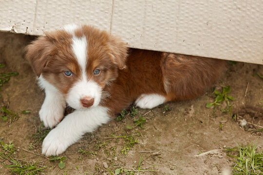 Red Australian Shepherd puppy (Aussie) with blue eyes peeking from under a cardboard box. Close-up portrait, curious and cute. Emotional concept for pet shelter ads, adoption and pet care banners