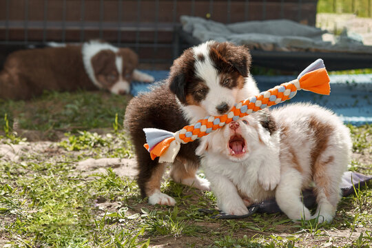   Two Australian Shepherd puppies (Aussie) playing with a colorful rope toy outdoors. One puppy holds the toy while another tries to grab it with an open mouth. Playful, emotional moment in the kennel