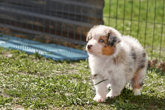   Australian Shepherd puppy (Aussie) with a blue merle coat and blue eyes stands on grass in a kennel. Curious look upwards, exploring the world. Soft, tender atmosphere for pet ads and greeting cards