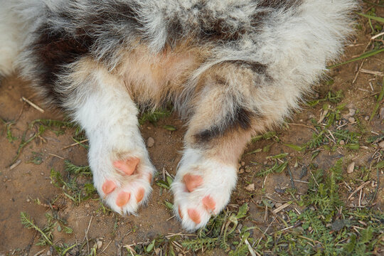  A close-up of pink paw pads of a fluffy Australian Shepherd puppy (Aussie dog) lying on ground. This extremely cute, tender pet detail is perfect for veterinary clinics, pet care websites and pet ads