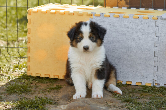  Tricolor Australian Shepherd puppy (Aussie) sits outdoors, leaning against soft yellow and gray play mats. Close-up, direct gaze at camera. Cozy kennel atmosphere, ideal for puppy product ads.
