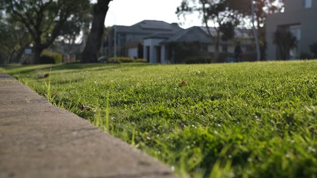 Green grass nature strip or roadside verge in a quiet residential estate in a suburb of Melbourne, Australia.In the blurred background, family houses, and a blurred pedestrian walk along the road