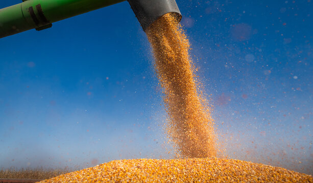  Loading of grain corn in the trailer  from a combine