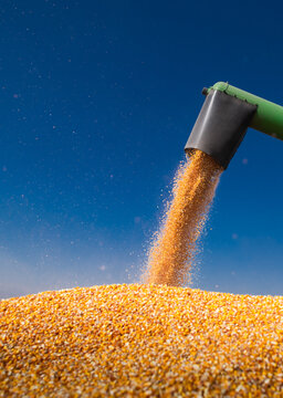 Combine transferring corn after harvest