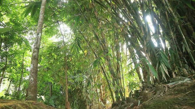 Low angle tilt up shot of a path inside a dense bamboo forest with beautiful bright sunlight shining through the green leaves and trees