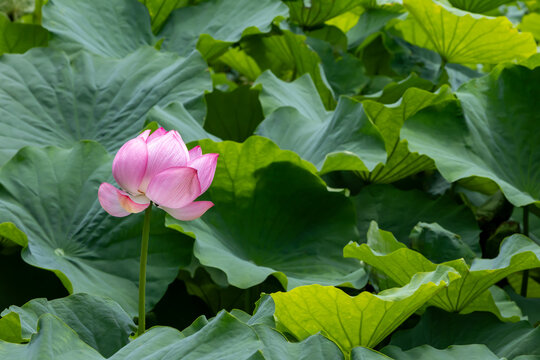 不忍池の蓮の花