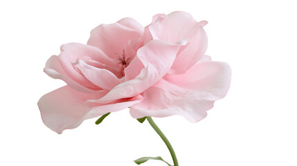 Delicate pale pink rose with soft petals, isolated on transparent background © Lukas