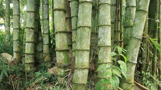 Camera moves forward zooming in on giant green bamboo trunks then tilts up to reveal the tall trees stretching into the bright forest canopy