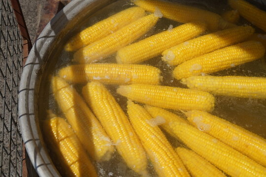 Ripe yellow corn is prepared for eating and selling on grill outdoors