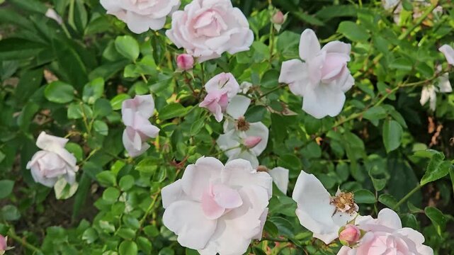 Delicate white garden roses with soft pink edges blooming in summer as mature petals gently fade in natural backyard close up