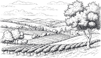Obraz premium Brazilian coffee, panorama of a coffee plantation, hills, houses on the horizon. Digital illustration. Graphic pencil drawing, minimalism. Coffee trees, sunlight, isolated on a white background