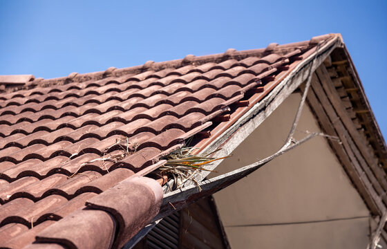 Damaged old roof tiles showing a hole and crack on surface after storm.