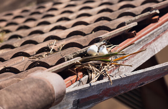 Damaged old roof tiles showing a hole and crack on surface after storm.