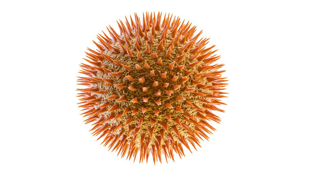 Spiky orange pollen grain microscopic view, isolated on transparent background