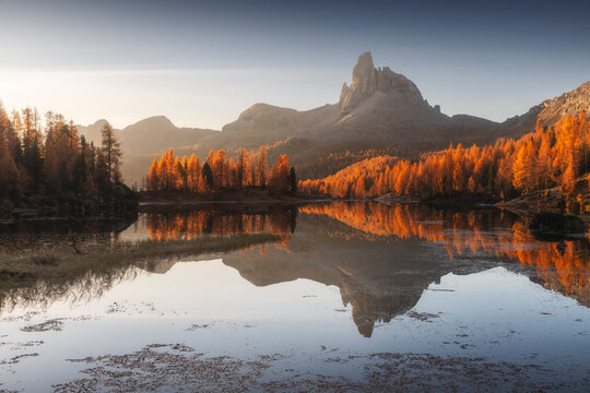 Fiery orange autumn larches and the Becco di Mezzod� peak reflect perfectly in the glassy Lago Federa, Cortina d'Ampezzo, Dolomites, Italy.