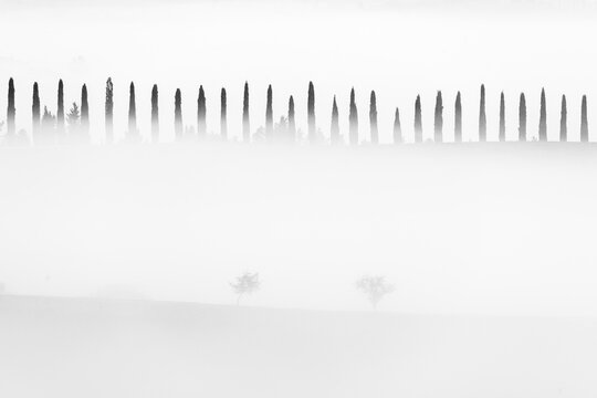 A minimalist black-and-white composition captures a row of cypress silhouettes hovering above dense morning fog, with two solitary saplings below. Val d'Orcia, Tuscany, Italy.