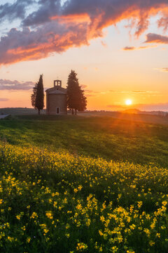 The Cappella di Vitaleta is backlit by a blazing golden sunset, surrounded by cypress and pine trees, a yellow wildflower meadow sweeping the foreground. Val d'Orcia, Tuscany, Italy.