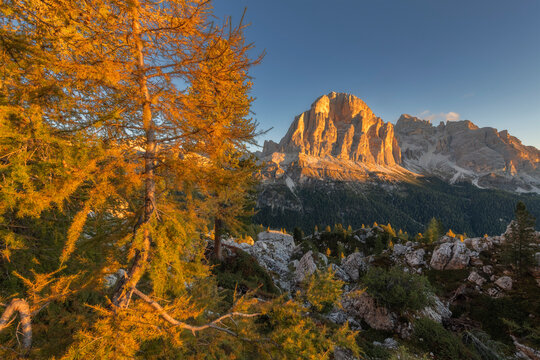 A golden autumn larch frames the sunlit vertical walls of Tofana di Rozes at sunrise, Cortina d'Ampezzo, Dolomites, Italy.
