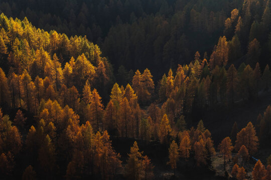 Dramatic light and shadow play across a hillside of golden and orange autumn larches in the Dolomites, Italy.