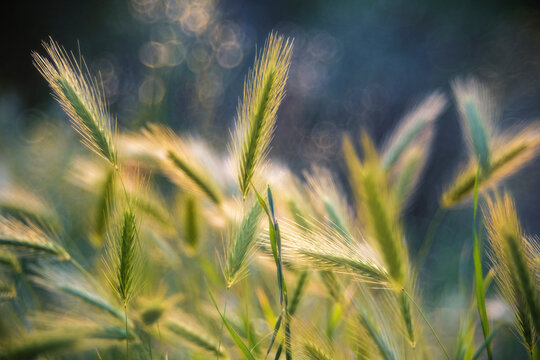 Wild grasses in a field in Tuscany, Italy.