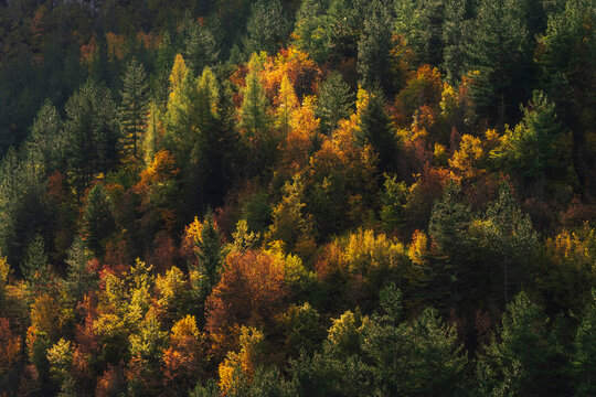 Vibrant autumn beech forest glowing in warm golden and orange tones in the Apennine mountains, Italy.