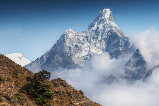 The iconic pyramid of Ama Dablam dominates the skyline above a lone pine tree, Khumbu region, Nepal.