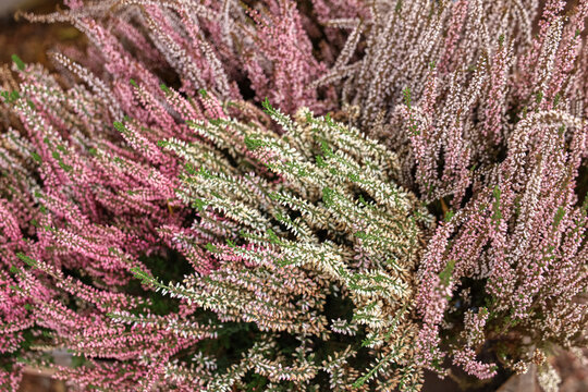 Colorful heather plants grow together in a garden setting during the daytime with bright light shining through leaves