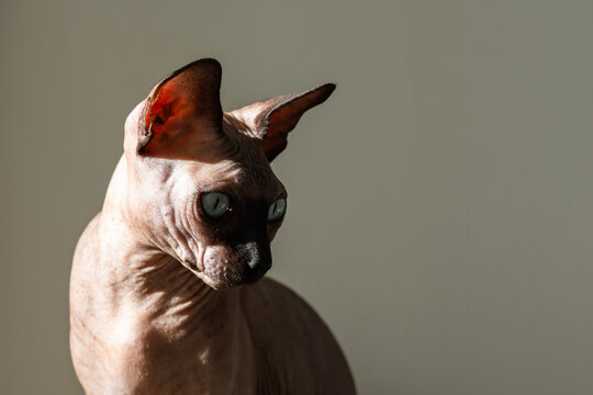 Sphynx cat poses in soft light by a wall