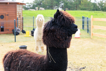 Fototapeta premium Observing alpacas in a serene pasture on a sunny day surrounded by green hills and rustic fences