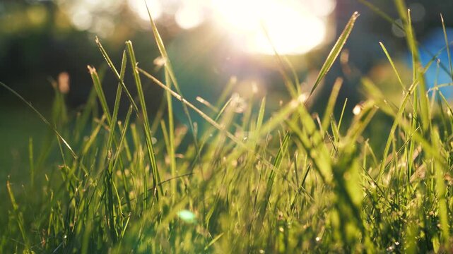 Fresh green grass swaying gently in wind with beautiful warm lens flare from sun in background. Creating a serene and picturesque natural scene on a bright and clear summer day