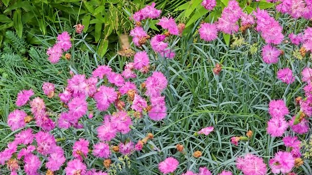 Hummingbird hawk moth flying from pink phlox to dianthus flowers while collecting nectar in colorful summer garden close up. captivating summer pollination scene in a colorful garden.
