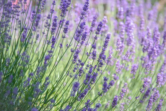 Blooming lavender (Lavandula angustifolia) in a sunny garden with soft focus and natural bokeh. Ideal floral background for wellness, aromatherapy, relaxation and summer themes.