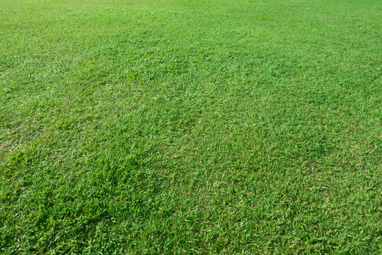 Green fresh grass texture or background, soft focus for your design.