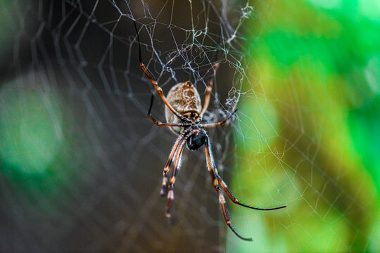 Orb-weaver spider on its web with green blurred background