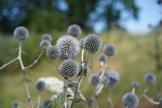 Bl&uuml;hende Kugeldisteln (Echinops) auf einer Wiese im Sommer