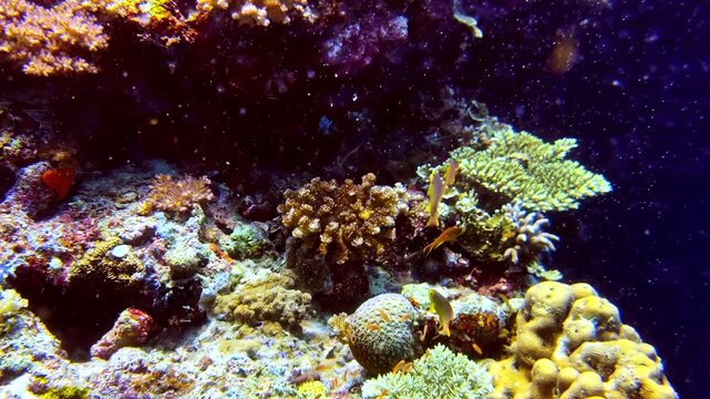 Healthy coral reef in Sogod Bay, Southern Leyte, Philippines, with hard corals, sponges and tropical reef fish along a clear underwater reef slope in the Coral Triangle.