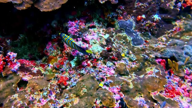 Juvenile emperor angelfish swimming above a vibrant coral reef with colorful sponges, hard corals and tropical marine life in clear water. Sogod Bay, Southern Leyte, Philippines.